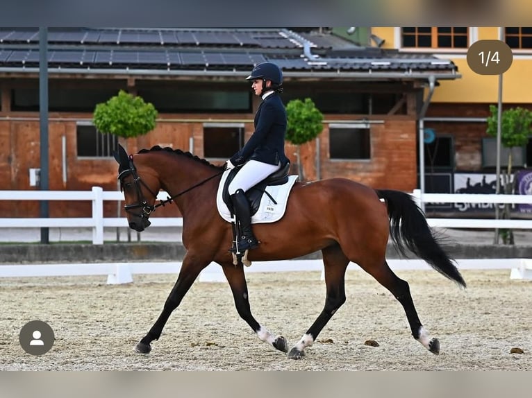 Zangersheider Stute 6 Jahre 165 cm Brauner in Feldbach