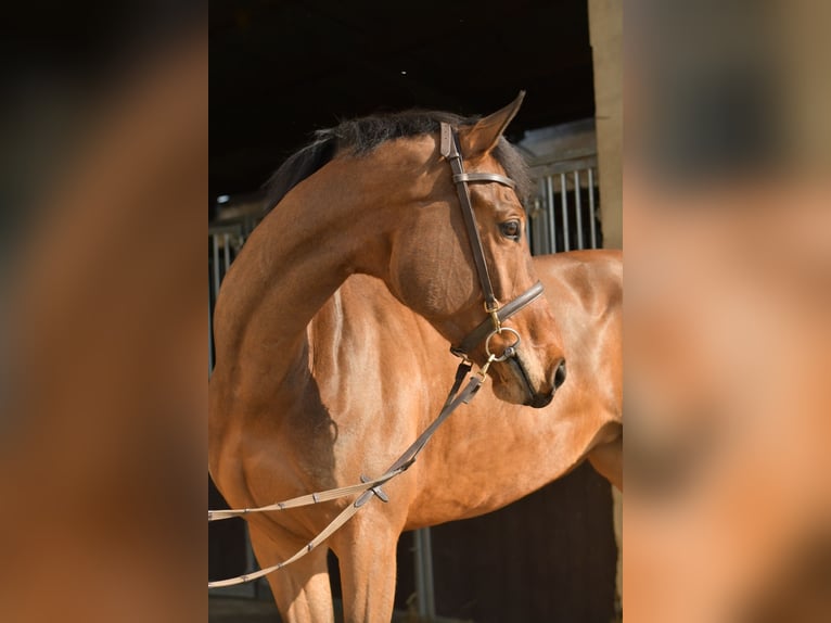 Zangersheider Stute 6 Jahre 165 cm Brauner in Geilenkirchen