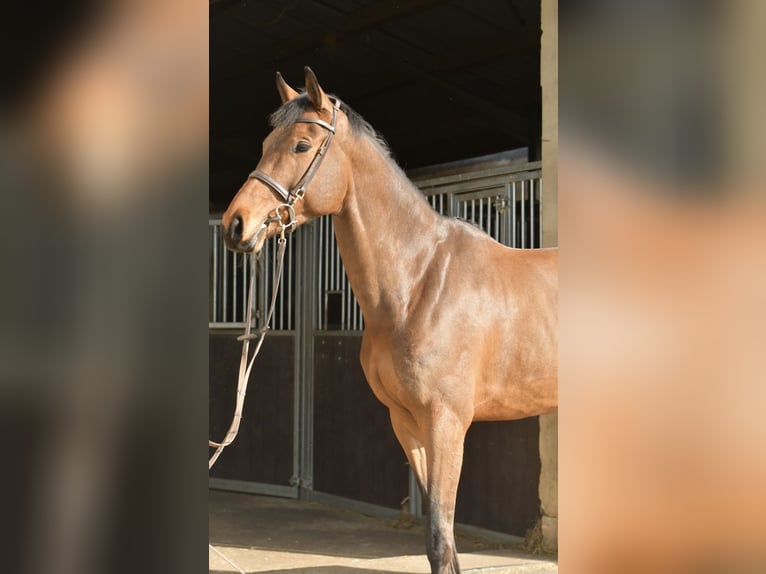 Zangersheider Stute 6 Jahre 165 cm Brauner in Geilenkirchen