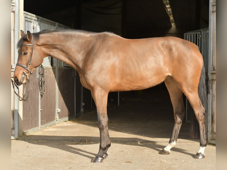Zangersheider Stute 6 Jahre 165 cm Brauner in Geilenkirchen