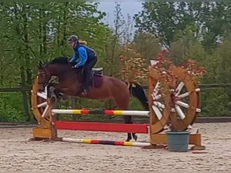 Zangersheider Stute 6 Jahre 165 cm Brauner in Ratingen