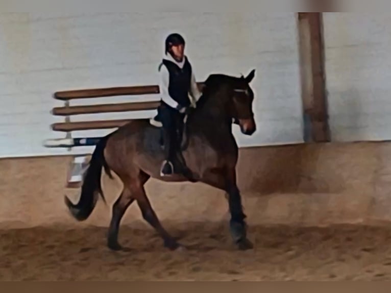 Zangersheider Stute 6 Jahre 165 cm Brauner in Ratingen