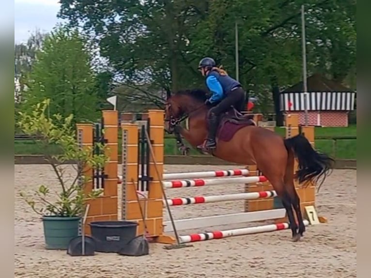 Zangersheider Stute 6 Jahre 165 cm Brauner in Ratingen
