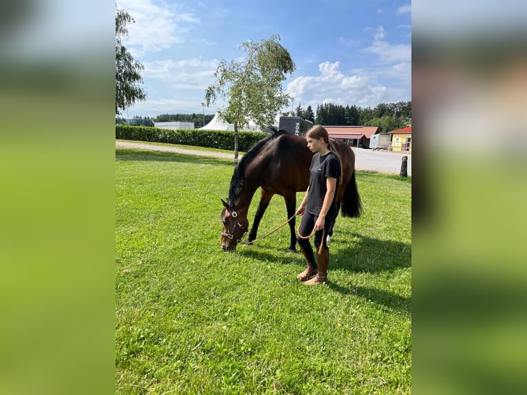 Zangersheider Stute 6 Jahre 165 cm Brauner in Tarcento