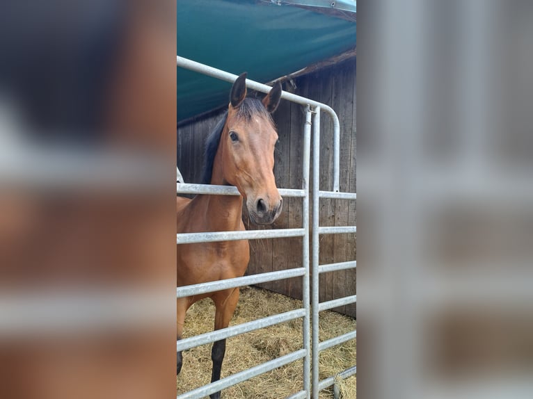 Zangersheider Stute 6 Jahre 165 cm Brauner in Lindlar