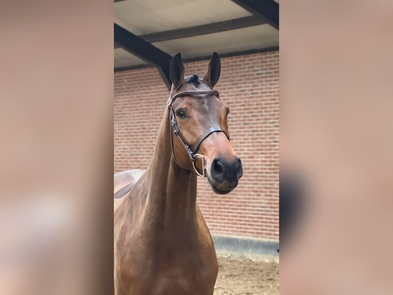 Zangersheider Stute 6 Jahre 165 cm Rotbrauner in Schoonoord