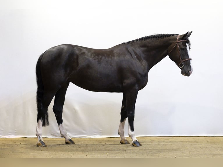 Zangersheider Stute 6 Jahre 165 cm in Waddinxveen