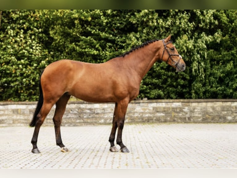 Zangersheider Stute 6 Jahre 167 cm Brauner in Gablingen