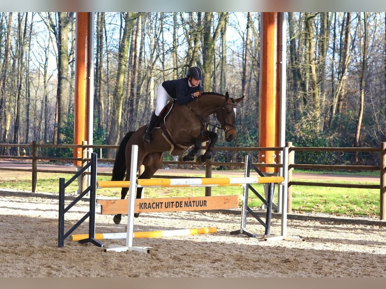 Zangersheider Stute 6 Jahre 167 cm Dunkelbrauner in GROTE-BROGEL