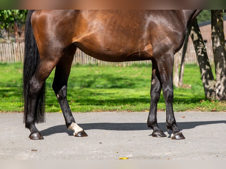 Zangersheider Stute 6 Jahre 167 cm Dunkelbrauner in GROTE-BROGEL