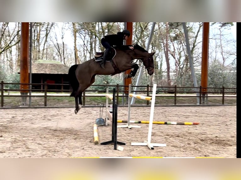 Zangersheider Stute 6 Jahre 167 cm Dunkelbrauner in GROTE-BROGEL