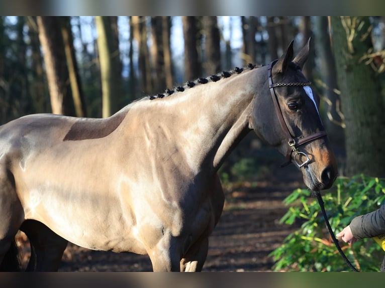 Zangersheider Stute 6 Jahre 167 cm Dunkelbrauner in GROTE-BROGEL
