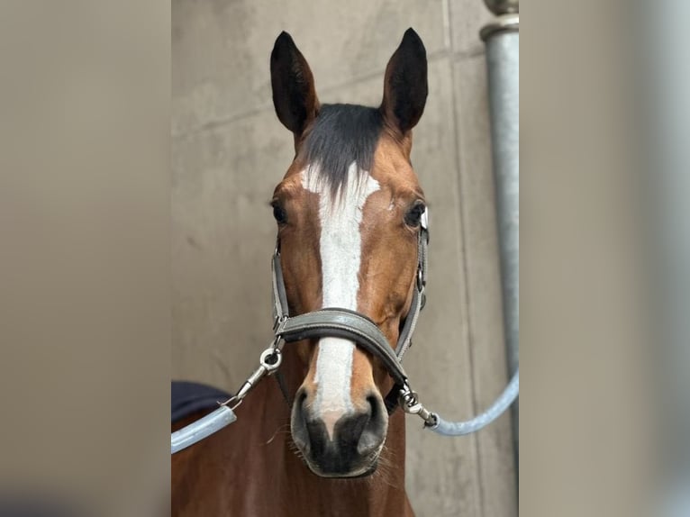 Zangersheider Stute 6 Jahre 168 cm Brauner in Lienen