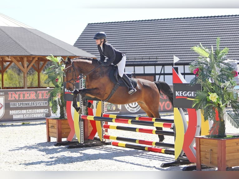 Zangersheider Stute 6 Jahre 168 cm Brauner in Leszno Dolne