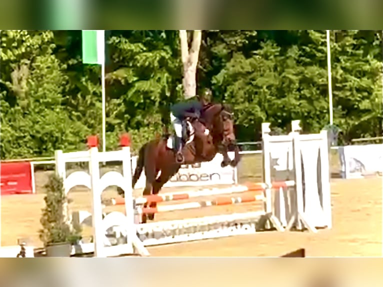 Zangersheider Stute 6 Jahre 168 cm Brauner in Xanten