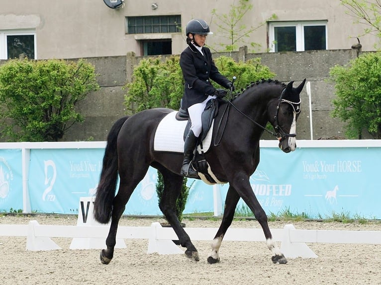 Zangersheider Stute 6 Jahre 168 cm Rappe in Czarny Dunajec