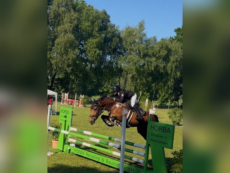 Zangersheider Stute 6 Jahre 169 cm Brauner in Hohenseeden