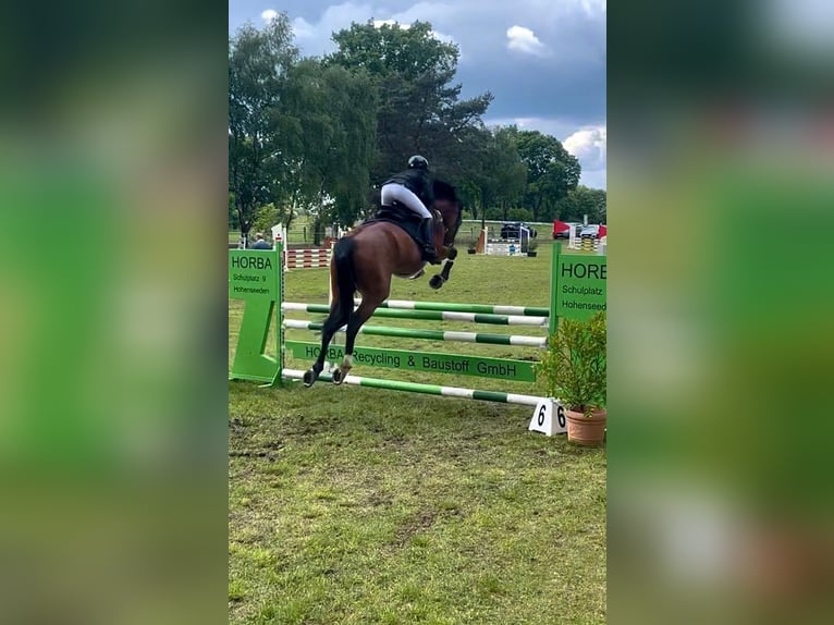 Zangersheider Stute 6 Jahre 169 cm Brauner in Hohenseeden