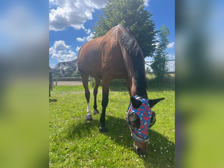 Zangersheider Stute 6 Jahre 169 cm Brauner in Hohenseeden