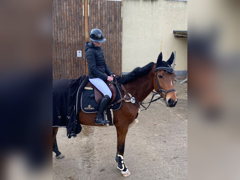 Zangersheider Stute 6 Jahre 169 cm Brauner in Hohenseeden