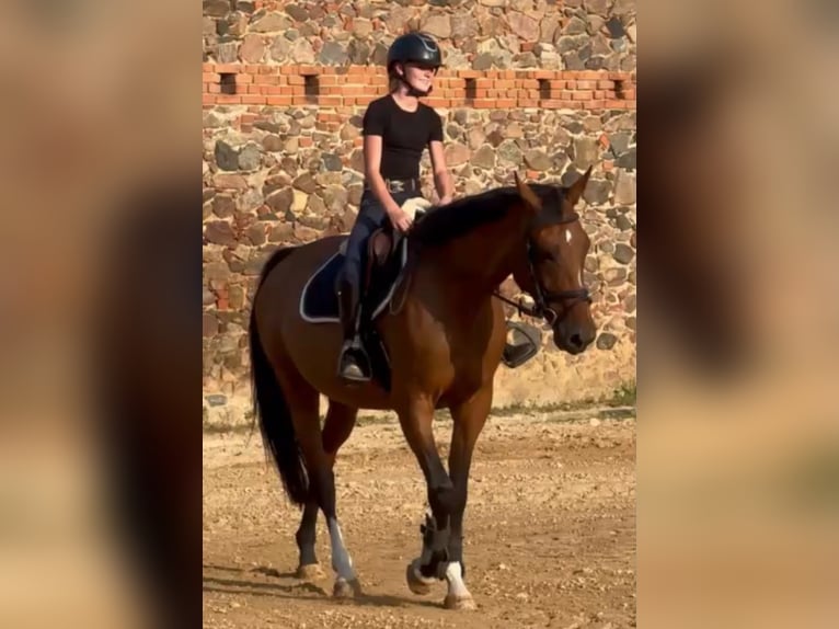 Zangersheider Stute 6 Jahre 169 cm Brauner in Hohenseeden