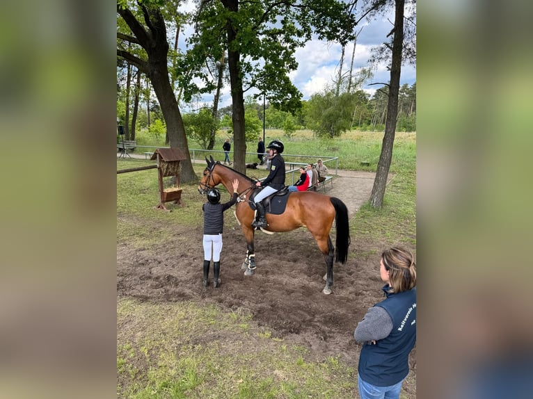 Zangersheider Stute 6 Jahre 169 cm Brauner in Hohenseeden