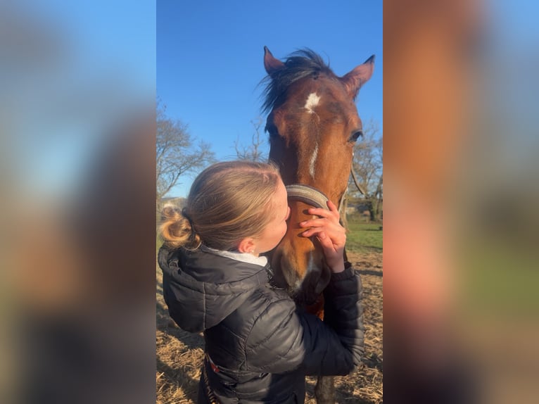 Zangersheider Stute 6 Jahre 169 cm Brauner in Hohenseeden
