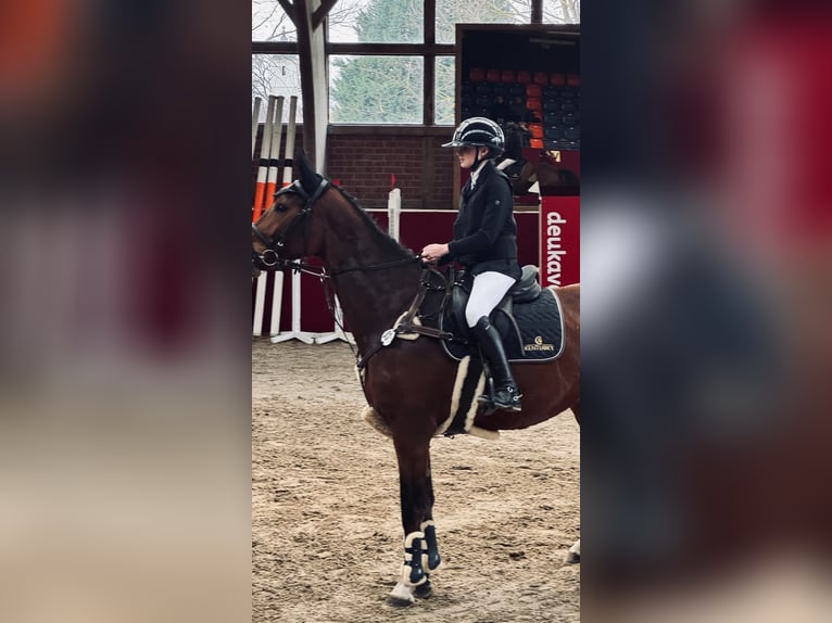 Zangersheider Stute 6 Jahre 169 cm Brauner in Hohenseeden