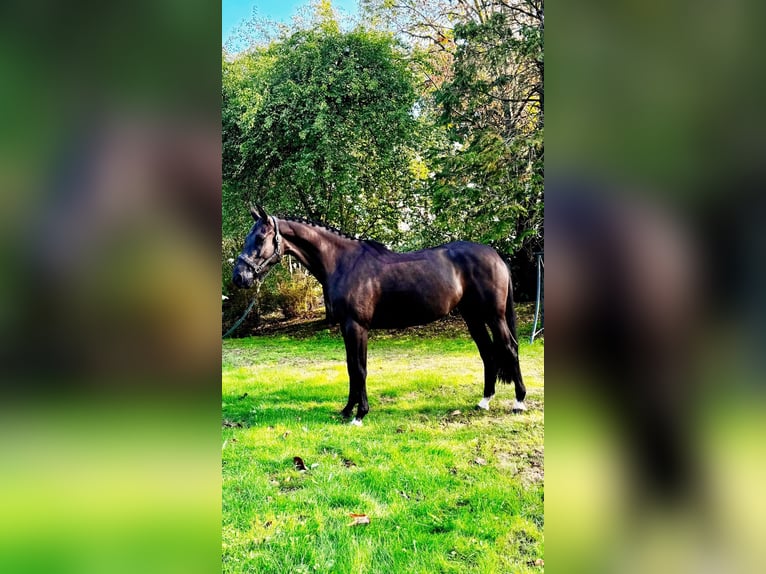 Zangersheider Stute 6 Jahre 169 cm Brauner in Susteren