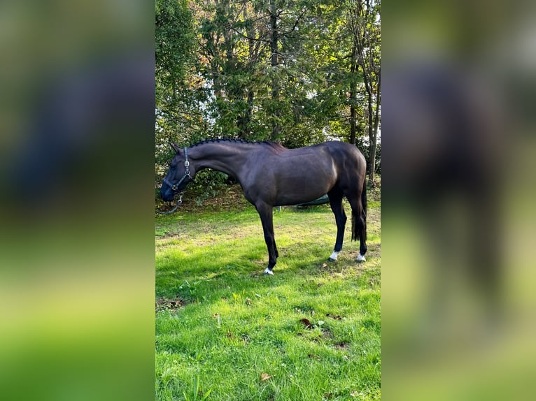 Zangersheider Stute 6 Jahre 169 cm Brauner in Susteren