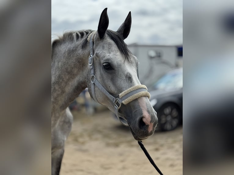 Zangersheider Stute 6 Jahre 170 cm Schimmel in Gresse