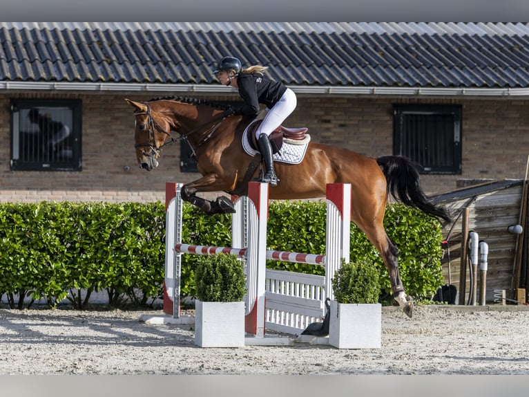 Zangersheider Stute 6 Jahre 173 cm Brauner in Waddinxveen