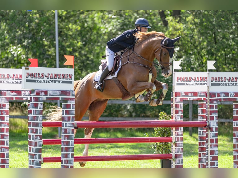 Zangersheider Stute 6 Jahre 173 cm Fuchs in Hegelsom