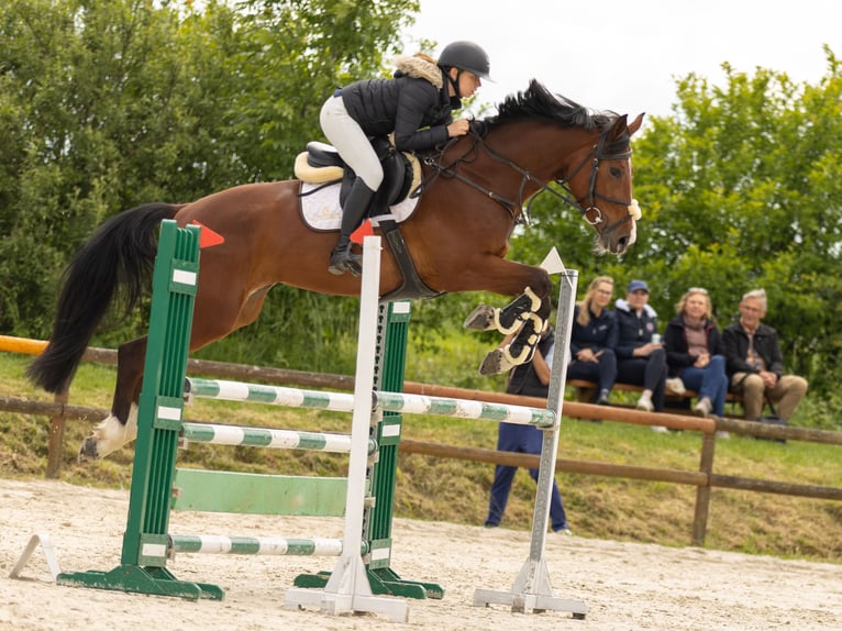 Zangersheider Stute 6 Jahre 173 cm Rotbrauner in Wojnarowice