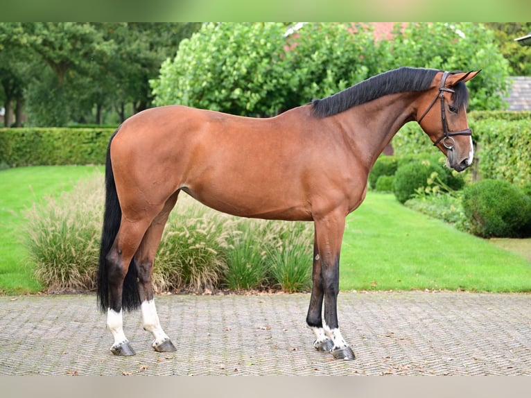 Zangersheider Stute 6 Jahre 173 cm Rotbrauner in Wojnarowice
