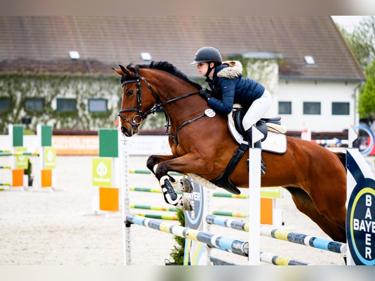 Zangersheider Stute 6 Jahre 173 cm Rotbrauner in Wojnarowice