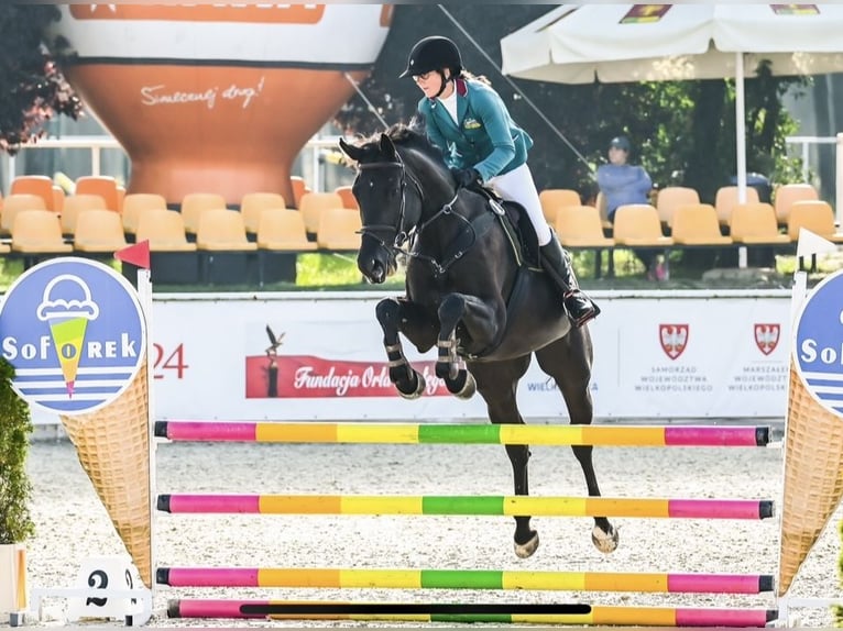 Zangersheider Stute 6 Jahre 175 cm Rappe in Bystrzek
