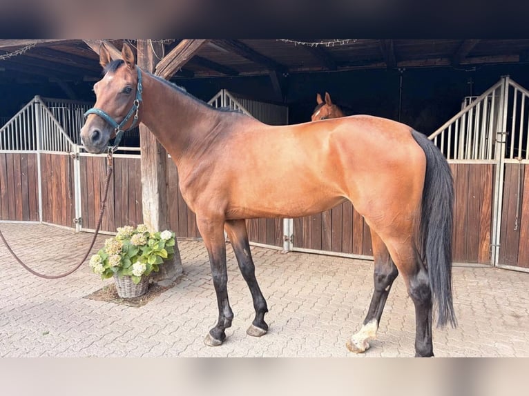Zangersheider Stute 6 Jahre 175 cm  in Hohenhameln