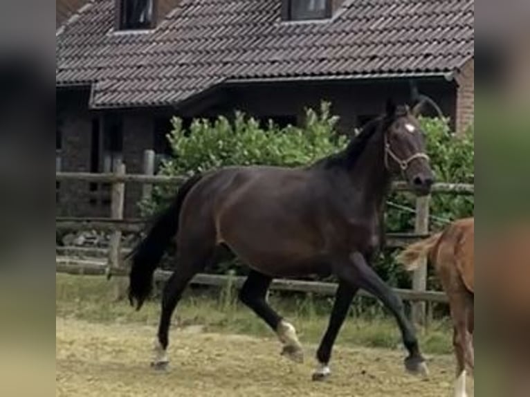 Zangersheider Stute 6 Jahre 178 cm in Kevelaer