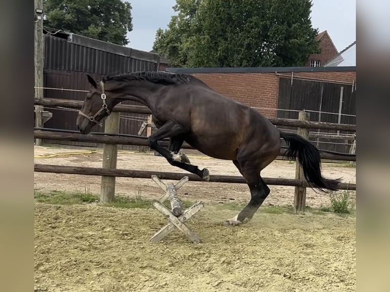 Zangersheider Stute 6 Jahre 178 cm in Kevelaer
