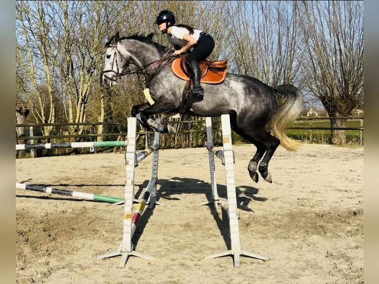 Zangersheider Stute 7 Jahre 158 cm Apfelschimmel in Gent