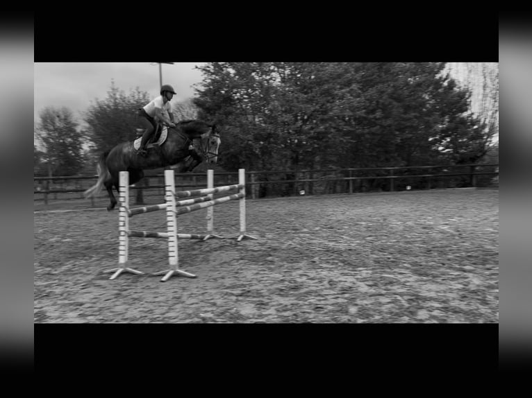 Zangersheider Stute 7 Jahre 158 cm Apfelschimmel in Gent