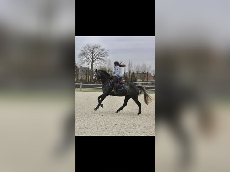 Zangersheider Stute 7 Jahre 158 cm Apfelschimmel in Gent