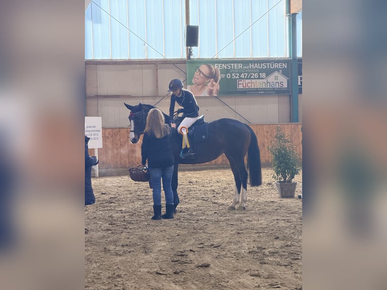 Zangersheider Stute 7 Jahre 160 cm Dunkelbrauner in Steinhagen