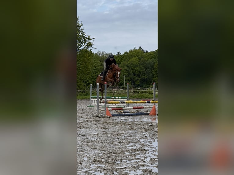 Zangersheider Stute 7 Jahre 160 cm  in Lähden