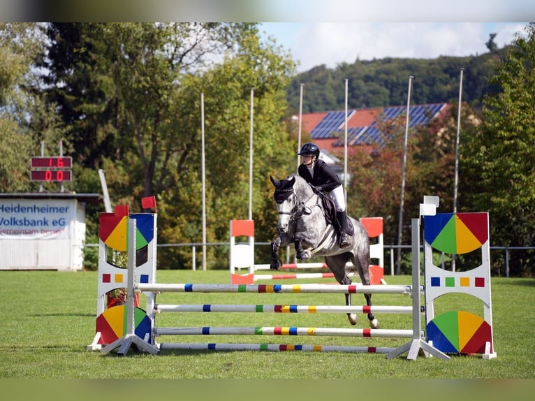 Zangersheider Stute 7 Jahre 162 cm Schimmel in Gerstetten