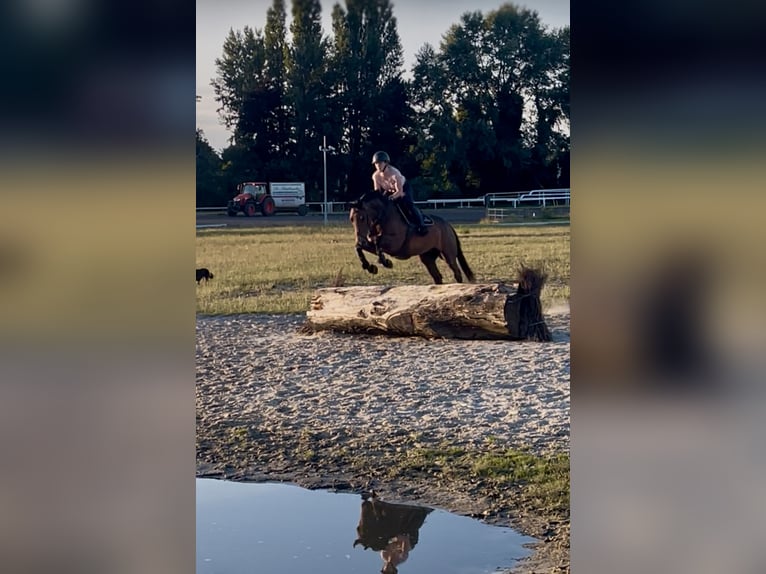 Zangersheider Stute 7 Jahre 163 cm Brauner in Wontergem