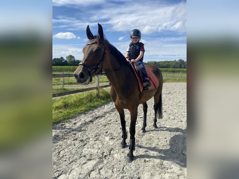 Zangersheider Stute 7 Jahre 163 cm Brauner in Wontergem