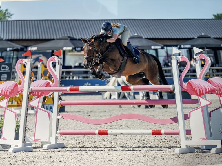 Zangersheider Stute 7 Jahre 163 cm Brauner in Wontergem