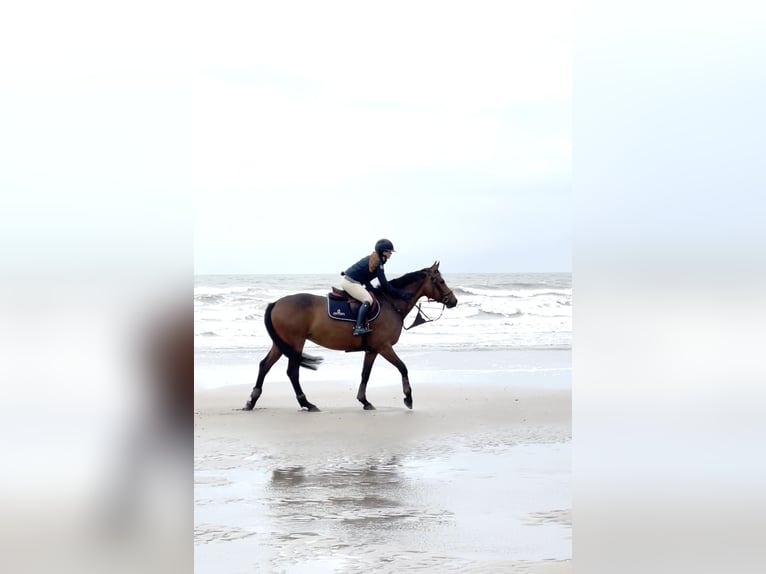 Zangersheider Stute 7 Jahre 163 cm Brauner in Wontergem